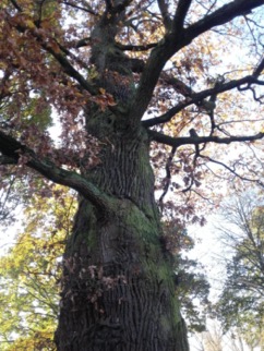 Alte Bäume, Monumente der Natur